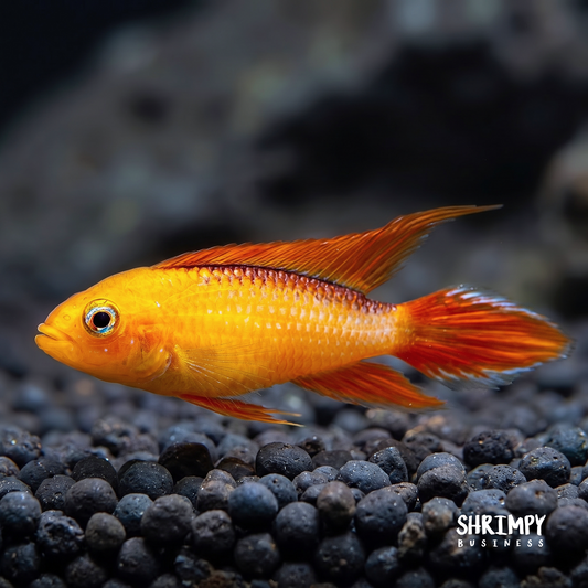 Fire RED Dwarf Cichlid (Apistogramma agassizii) - Tank Bred