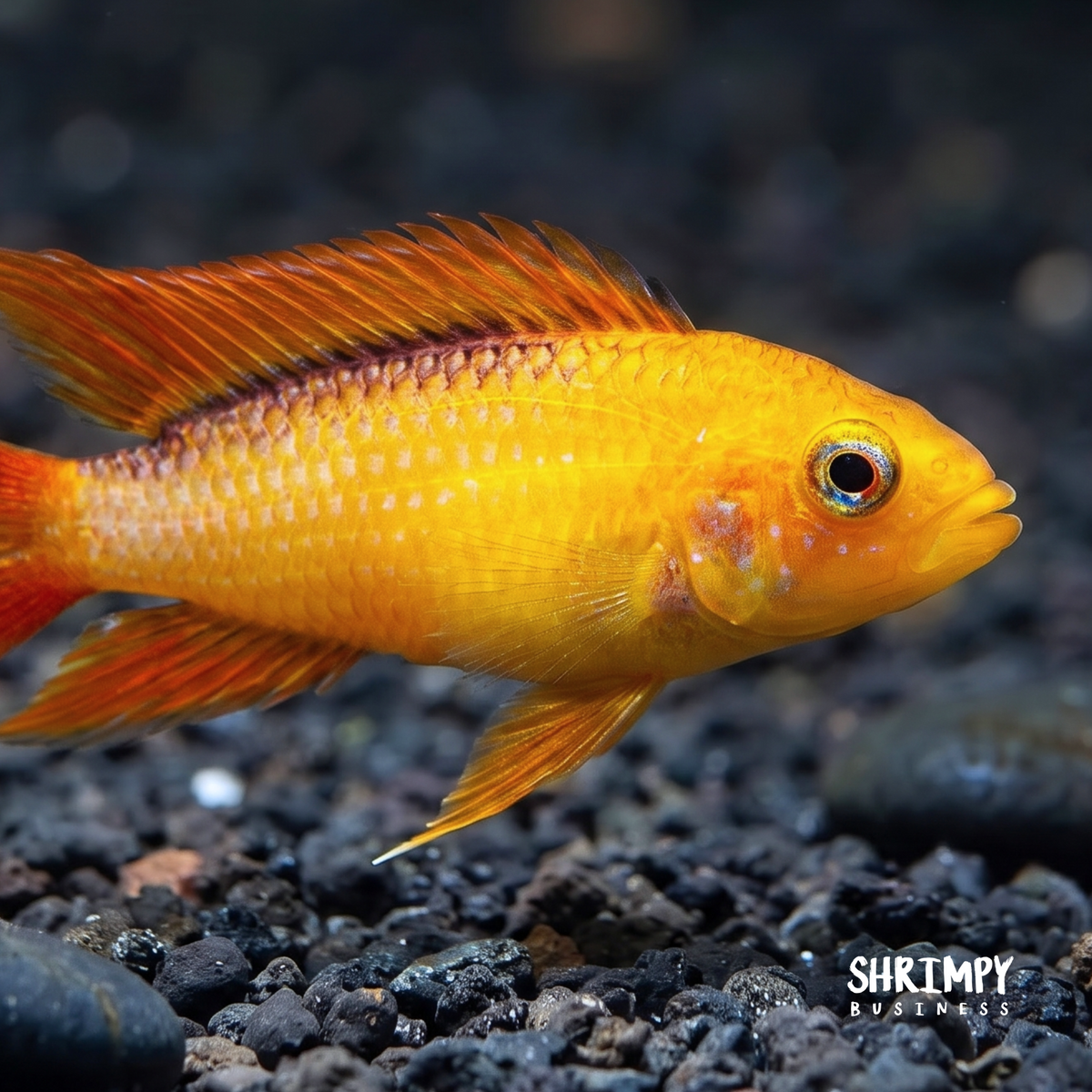 Fire RED Dwarf Cichlid (Apistogramma agassizii) - Tank Bred