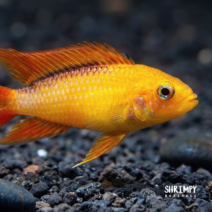 Fire RED Dwarf Cichlid (Apistogramma agassizii) - Tank Bred