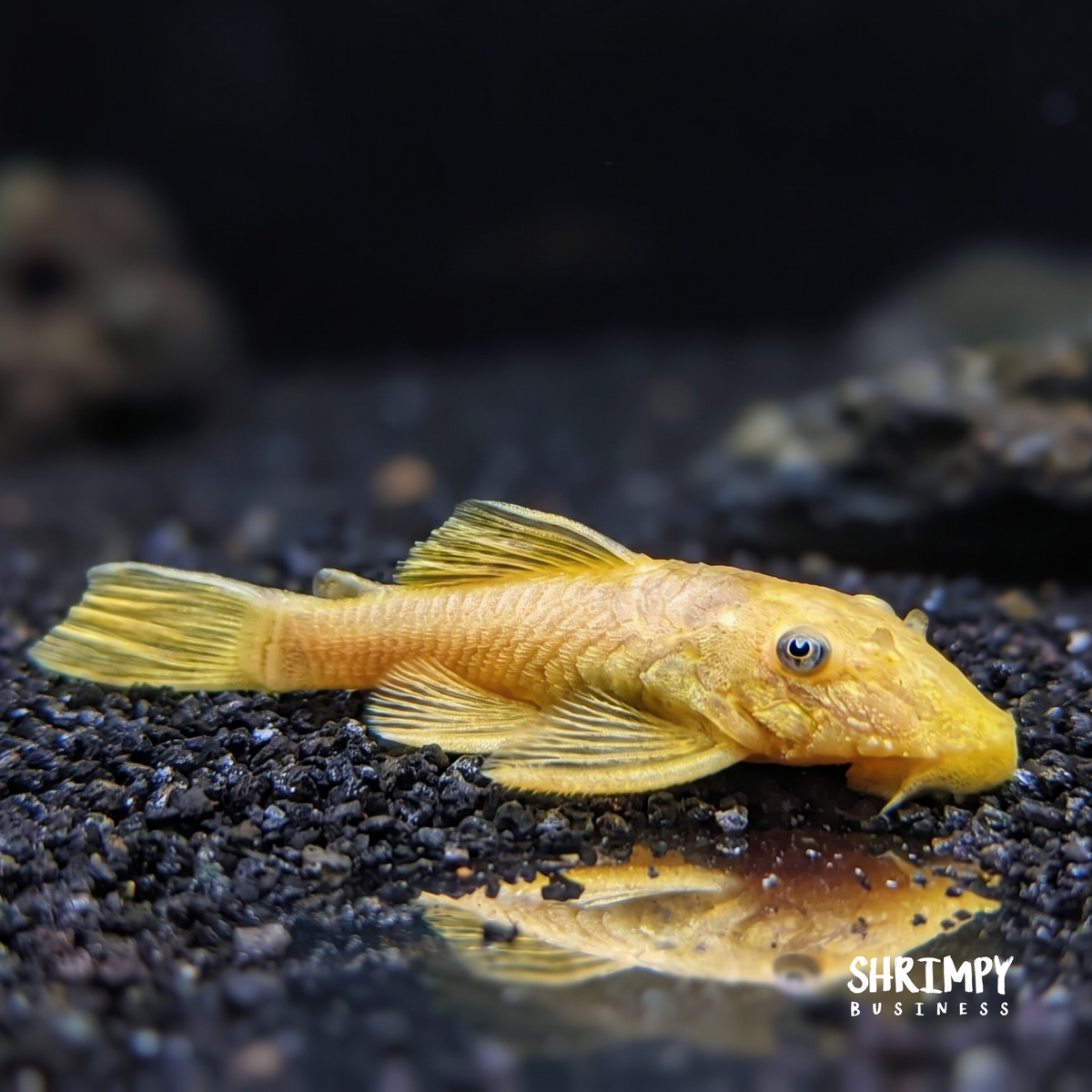 Blue Eye Lemon Bristlenose Pleco (Tank-Bred)