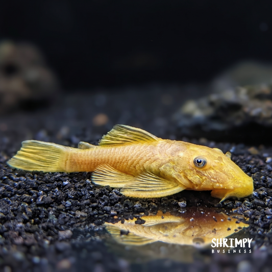Blue Eye Lemon Bristlenose Pleco (Tank-Bred)