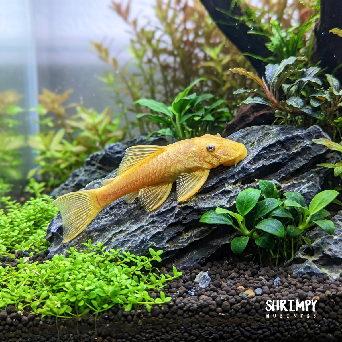 Blue Eye Lemon Bristlenose Pleco (Tank-Bred)