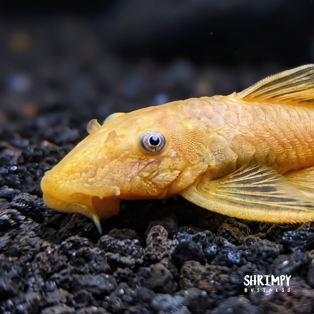 Blue Eye Lemon Bristlenose Pleco (Tank-Bred)