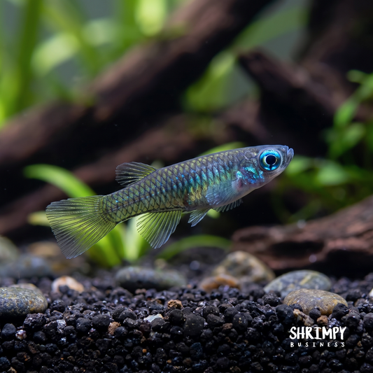 Norman's Lampeye Killifish (Tank Bred)