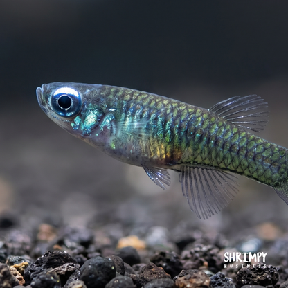 Norman's Lampeye Killifish (Tank Bred)