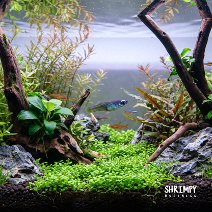 Norman's Lampeye Killifish (Tank Bred)