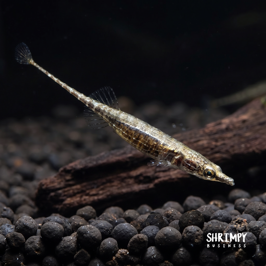 Toothpick Fish
