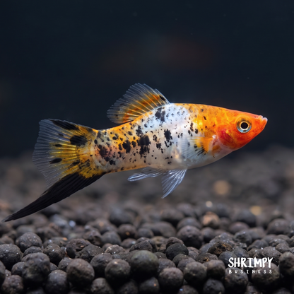 Sanke Koi Swordtail