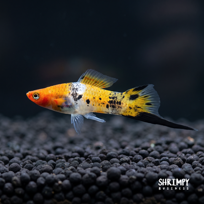 Sanke Koi Swordtail