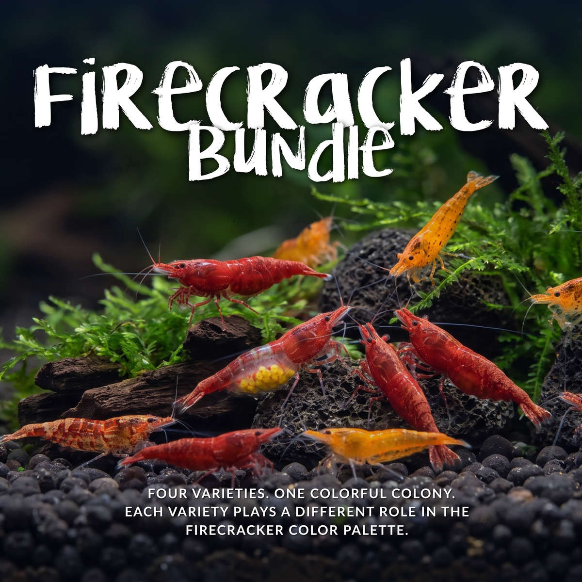 Firecracker Bundle