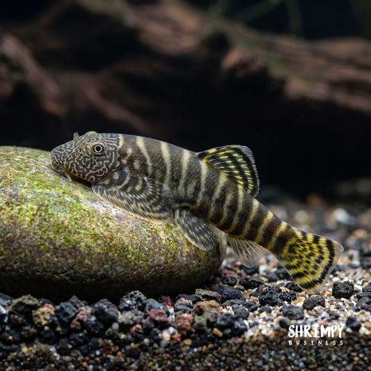 Yellow Finned Hillstream Loach