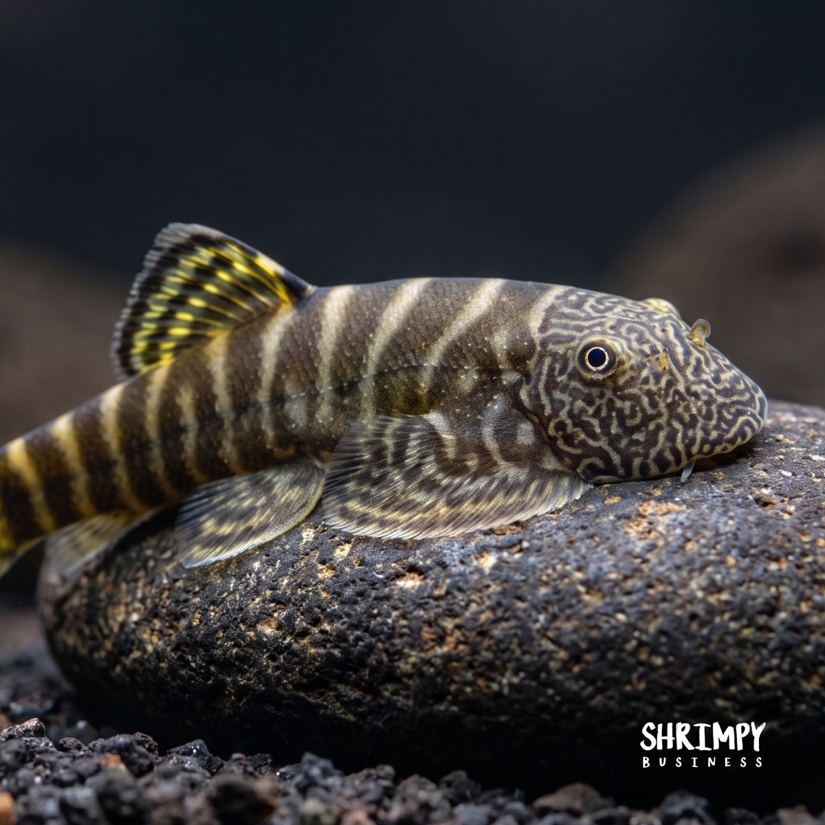 Yellow Finned Hillstream Loach