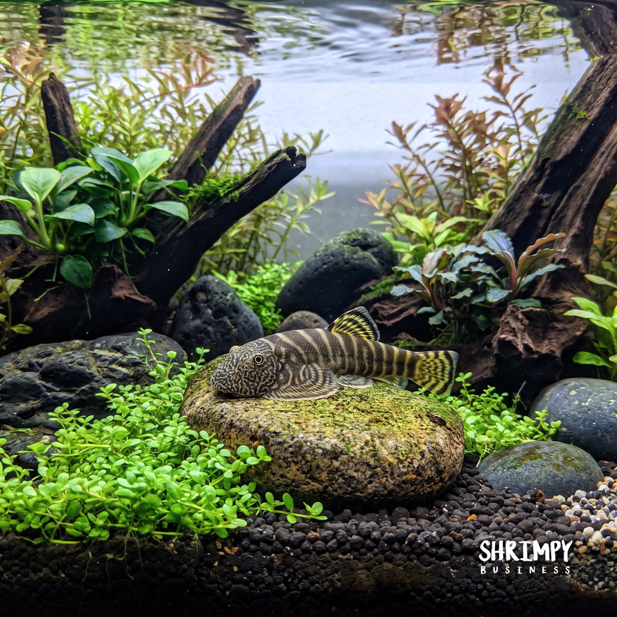 Yellow Finned Hillstream Loach