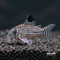 Julii Corydoras (Tank-Bred)