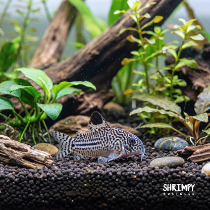 Julii Corydoras (Tank-Bred)