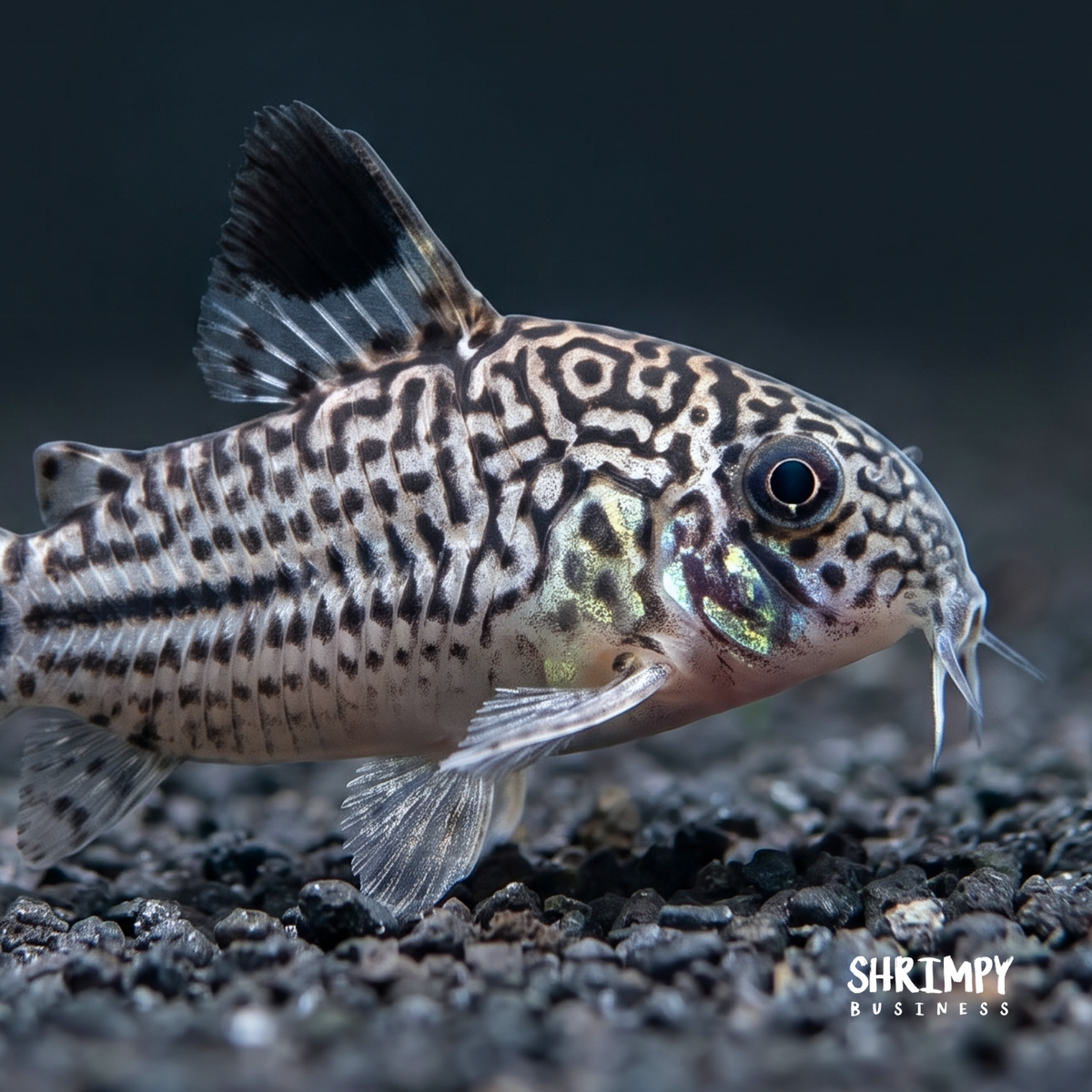 Julii Corydoras (Tank-Bred)