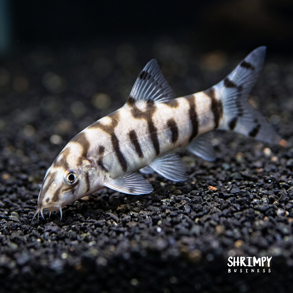 Yoyo Loach