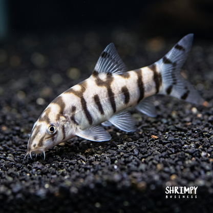 Yoyo Loach