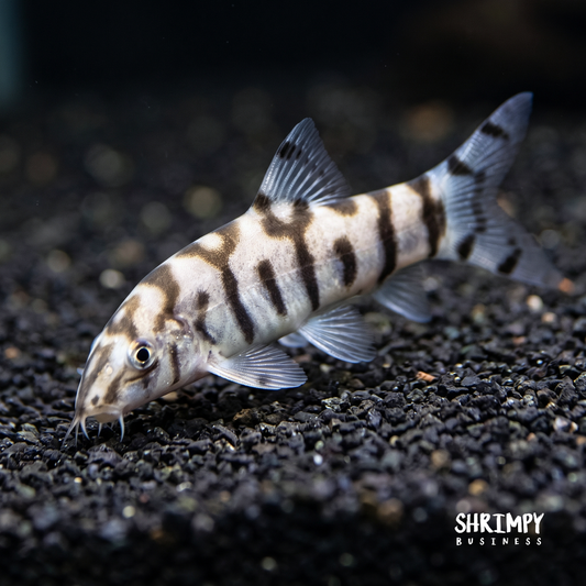 Yoyo Loach