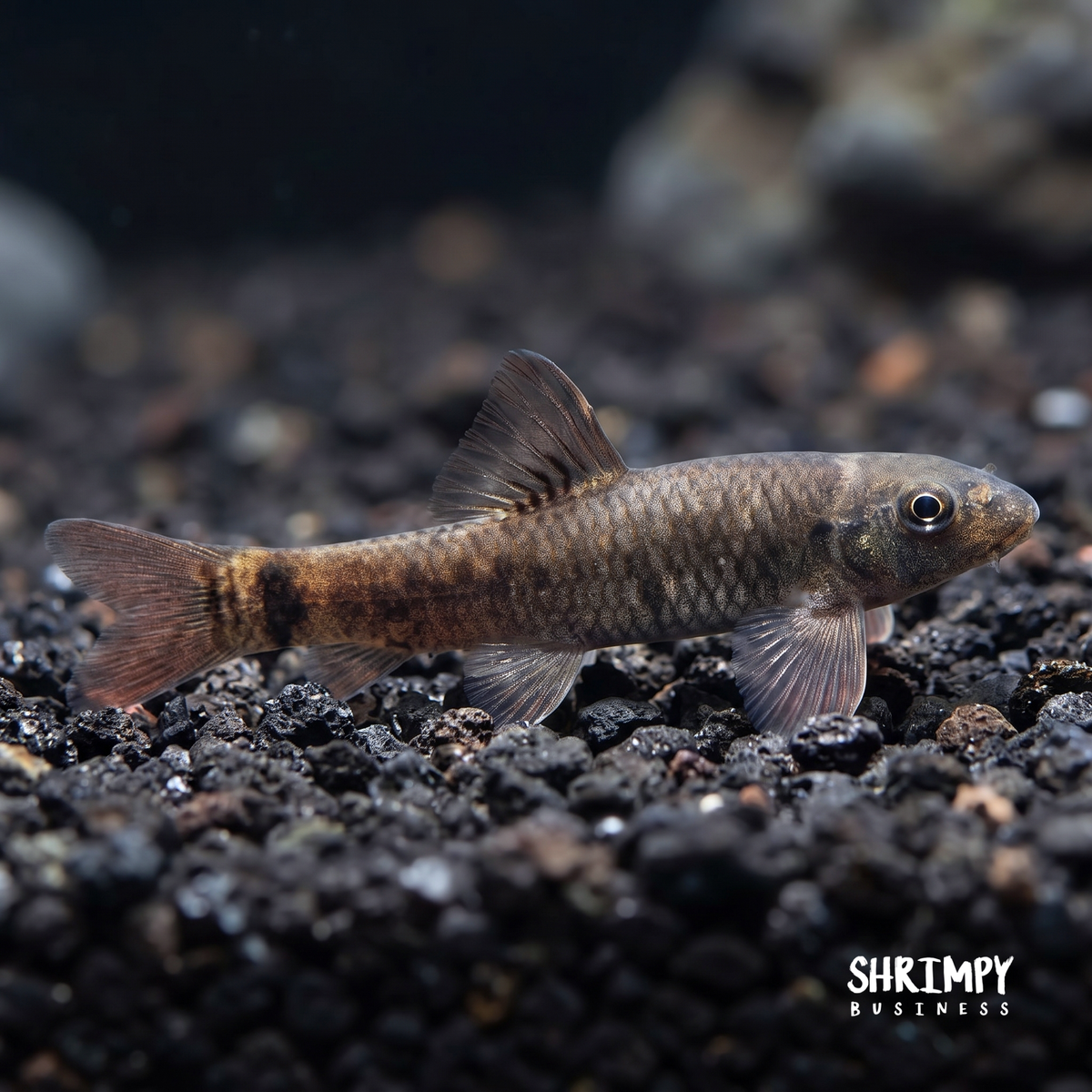 Doctor Fish (Algae Eater) - Garra Rufa