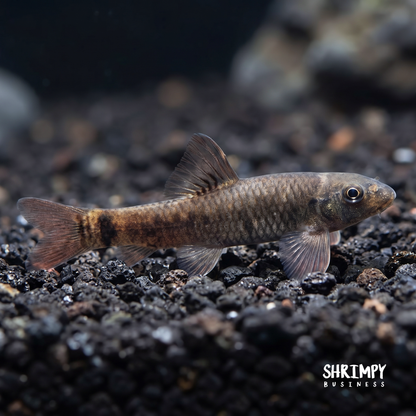 Doctor Fish (Algae Eater) - Garra Rufa