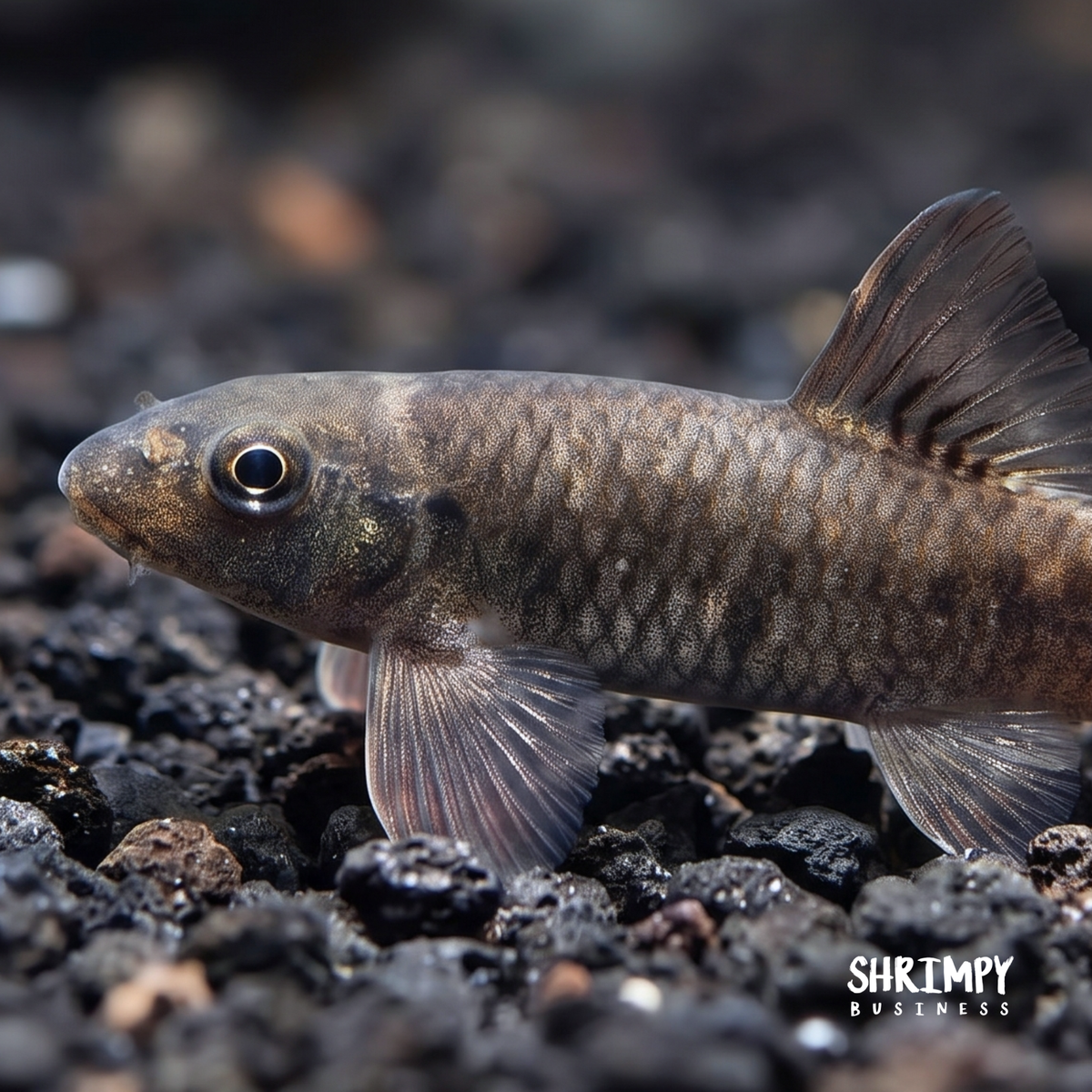 Doctor Fish (Algae Eater) - Garra Rufa
