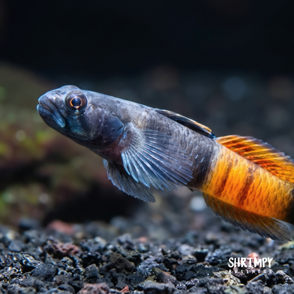 Red Belted Goby