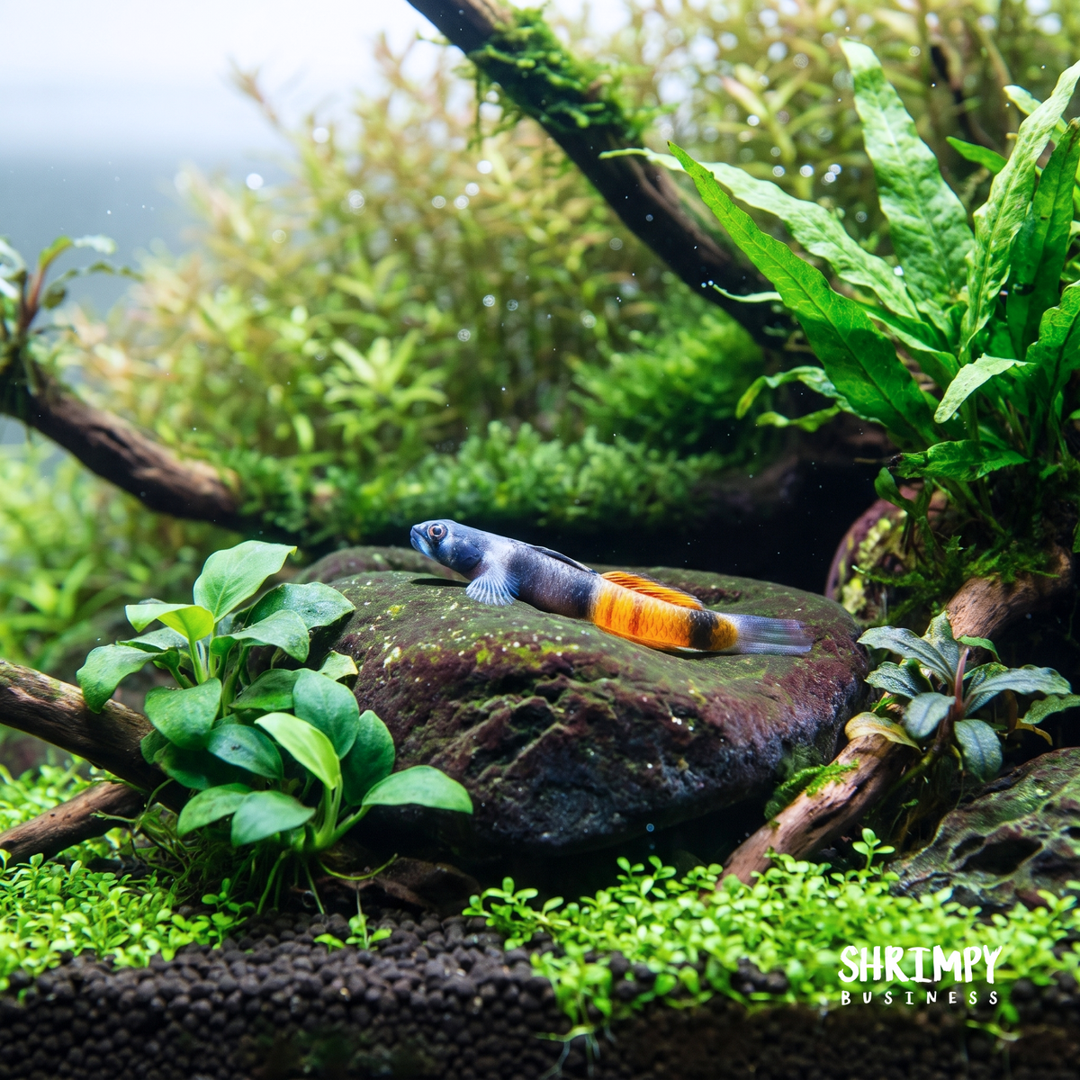 Red Belted Goby