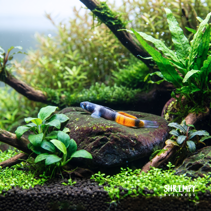 Red Belted Goby