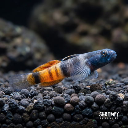 Red Belted Goby