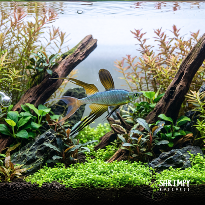 Threadfin Rainbowfish
