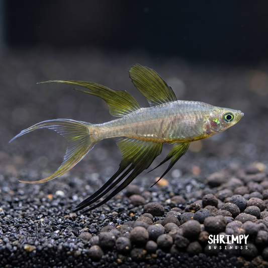 Threadfin Rainbowfish