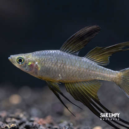 Threadfin Rainbowfish