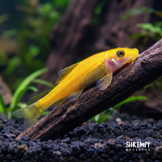 Chinese Golden Algae Eater