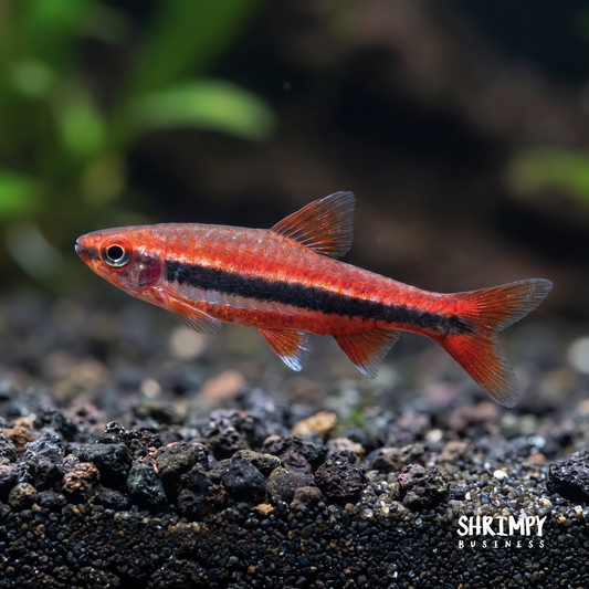 Red Beckford's Pencilfish (Tank-Bred)