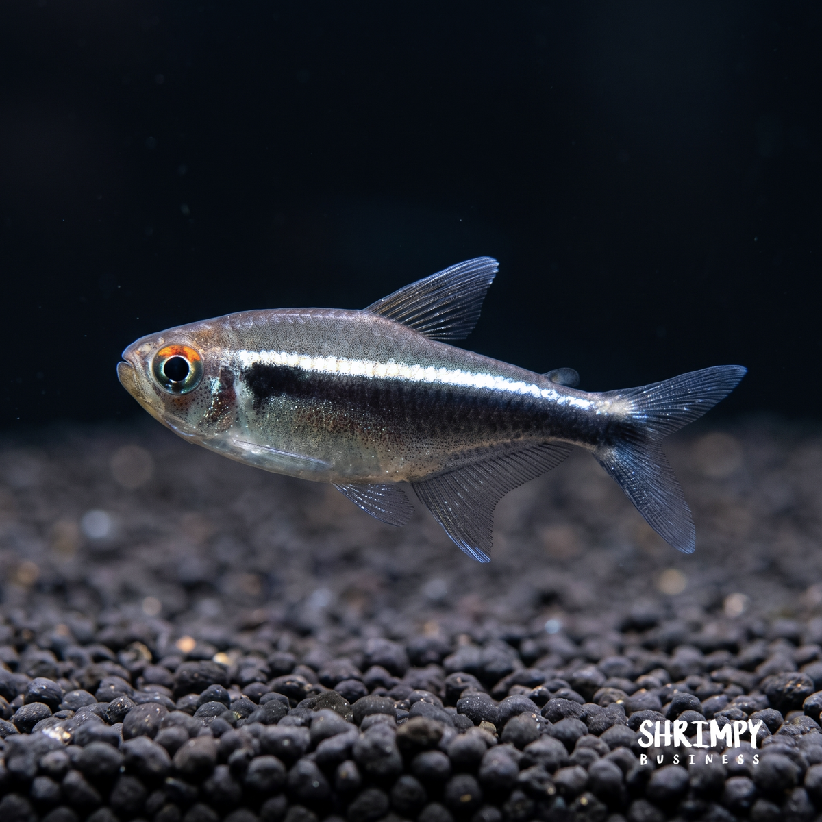 Black Neon Tetra (Tank-Bred)