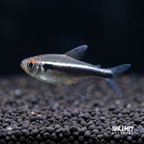 Black Neon Tetra (Tank-Bred)