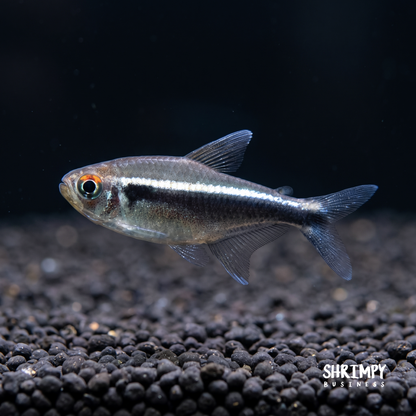 Black Neon Tetra (Tank-Bred)