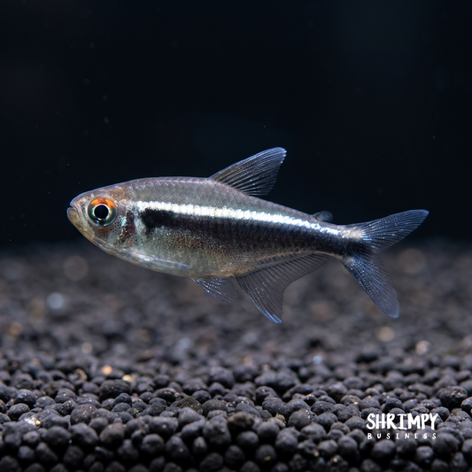 Black Neon Tetra (Tank-Bred)