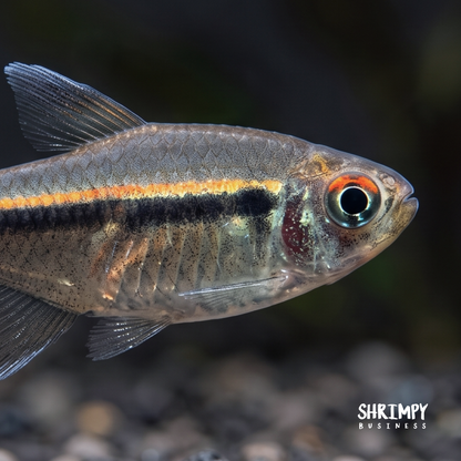 Black Neon Tetra (Tank-Bred)