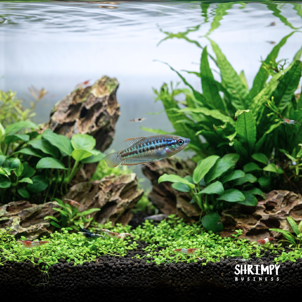 Sparkling Gourami