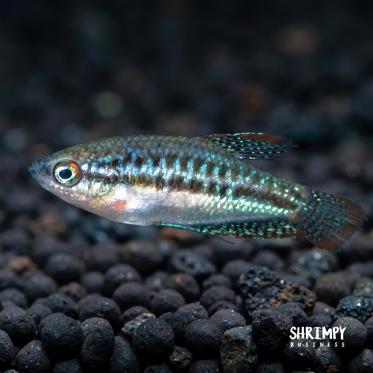 Sparkling Gourami