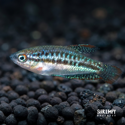 Sparkling Gourami