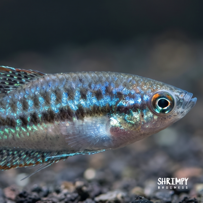 Sparkling Gourami