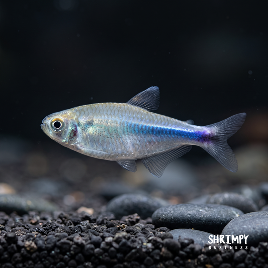 Blue King Tetra