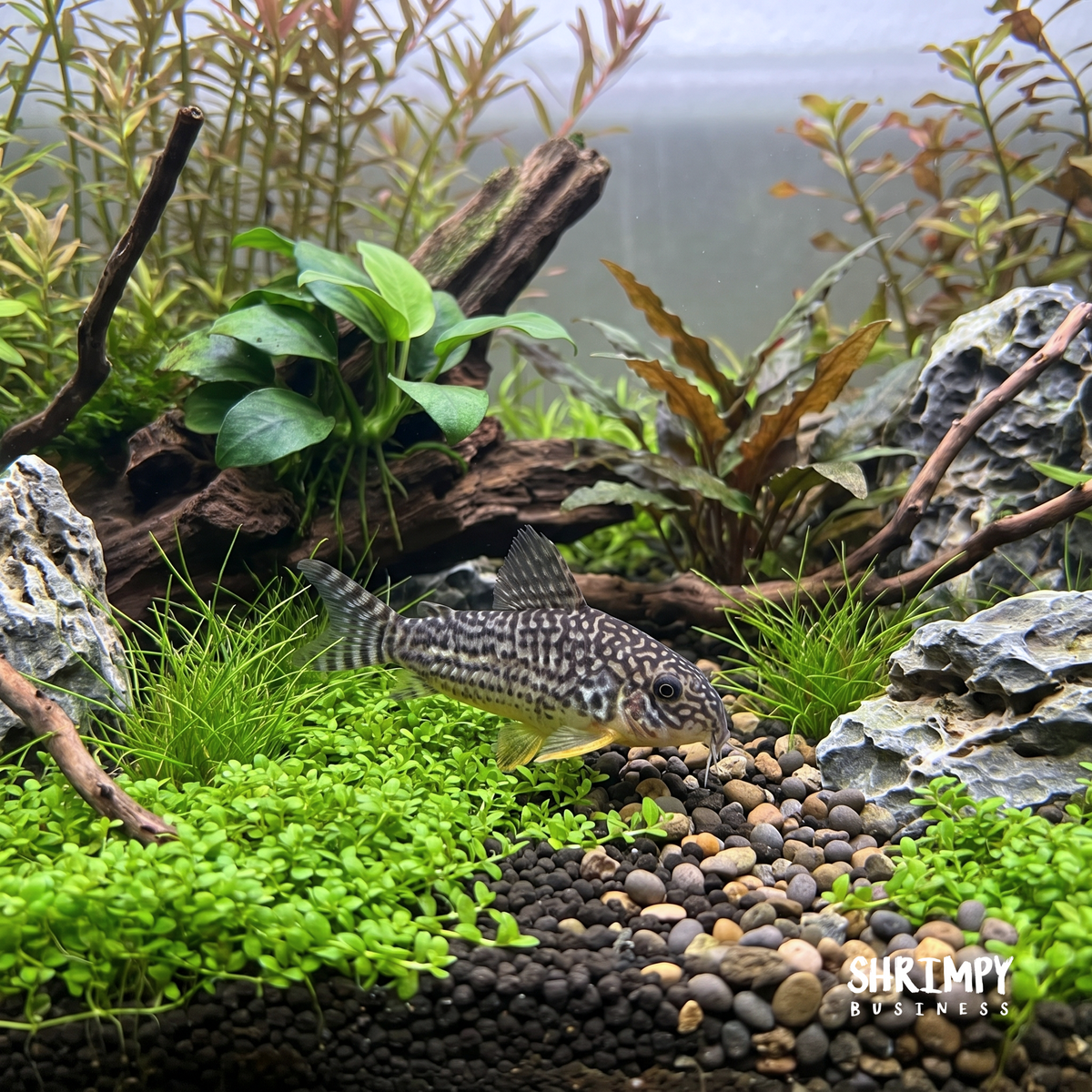 Sterbai Corydoras (Tank-Bred)