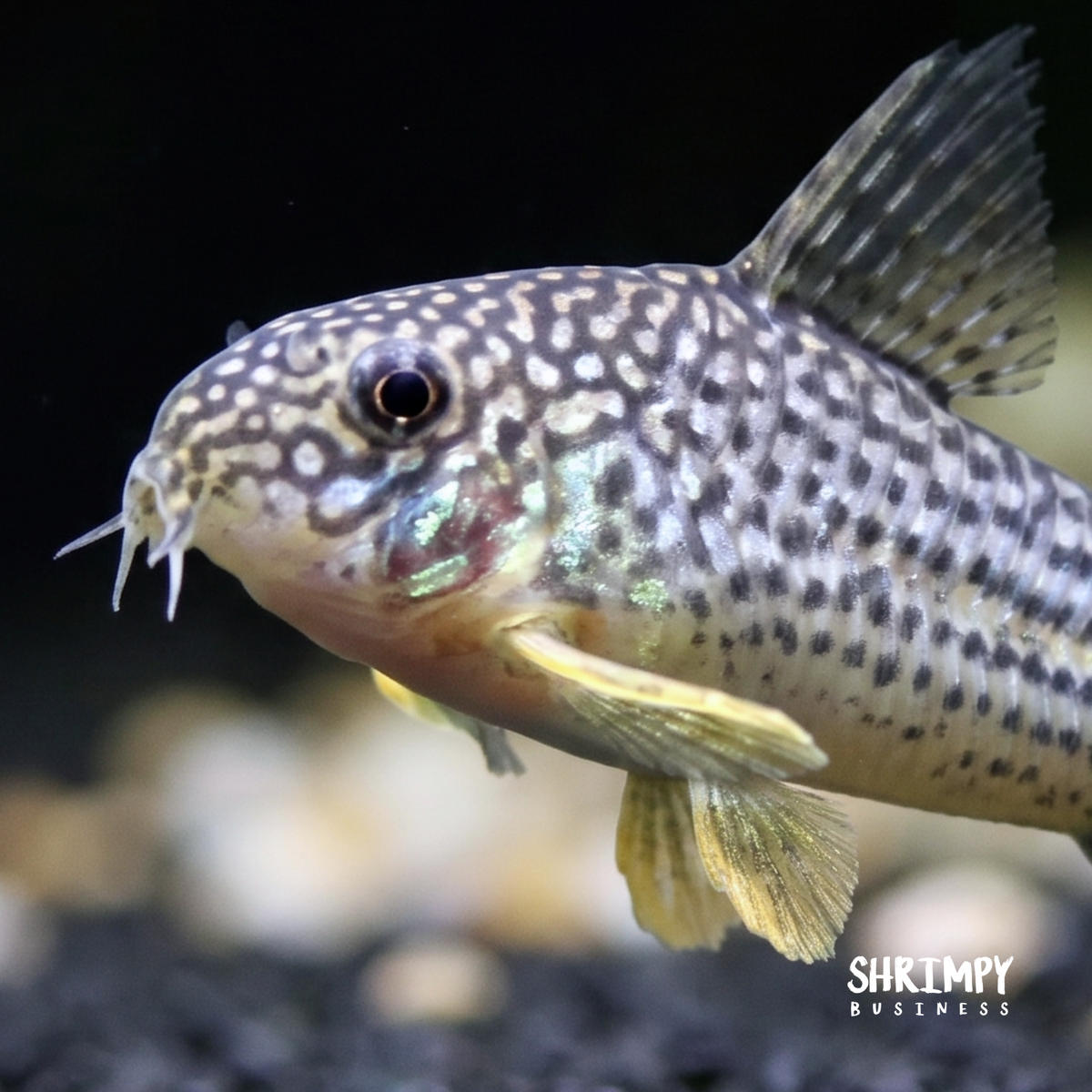 Sterbai Corydoras (Tank-Bred)