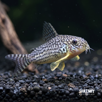 Sterbai Corydoras (Tank-Bred)