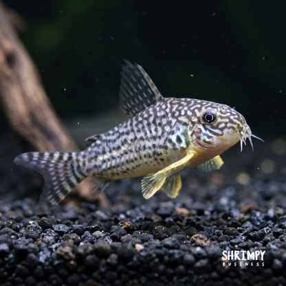 Sterbai Corydoras (Tank-Bred)
