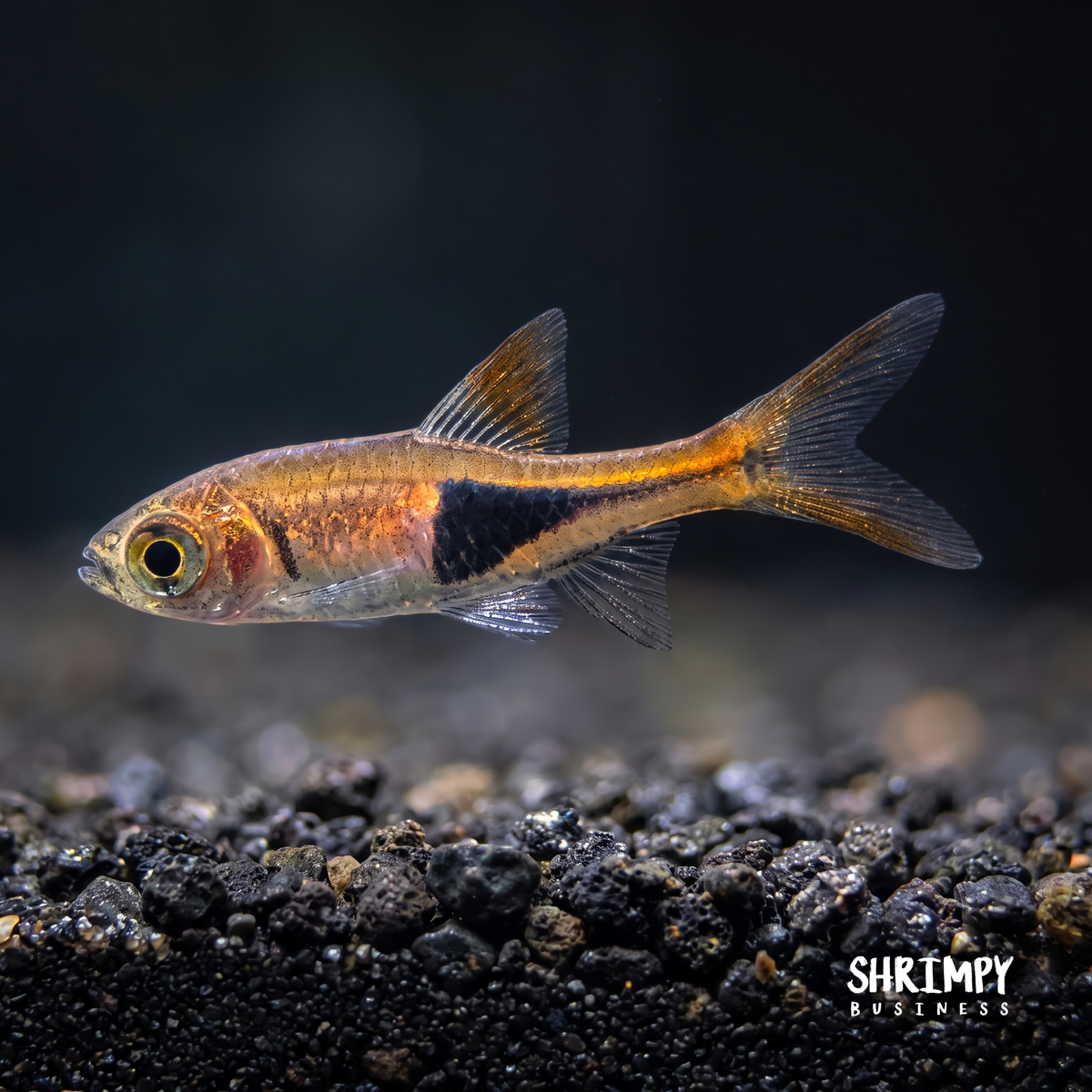 Harlequin Rasbora
